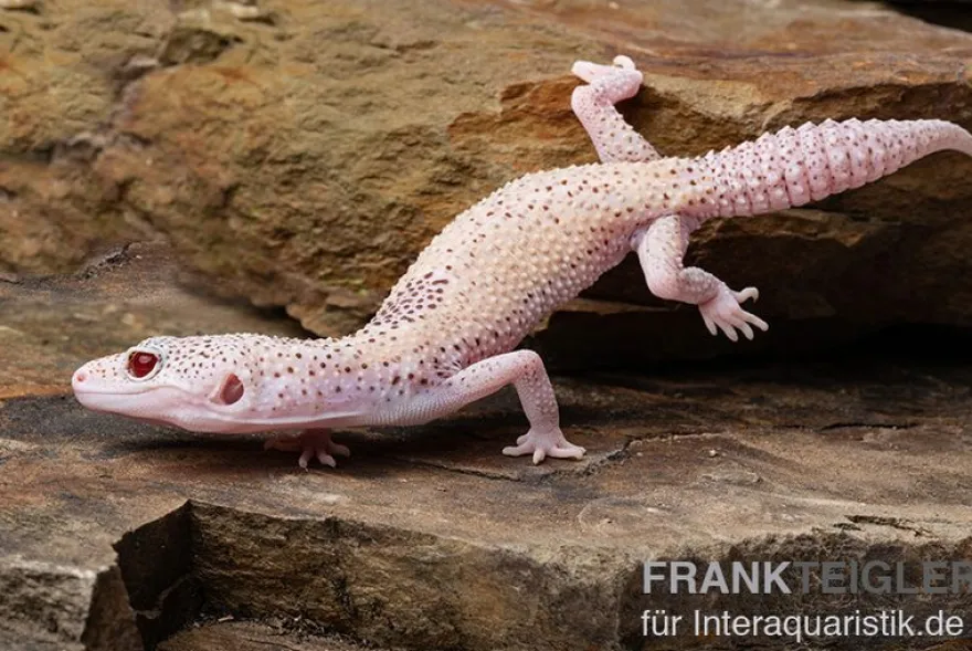 Leopardgecko, Eublepharis macularius, BELL ALBINO ENIGMA