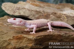 Leopardgecko, Eublepharis macularius, BELL ALBINO ENIGMA