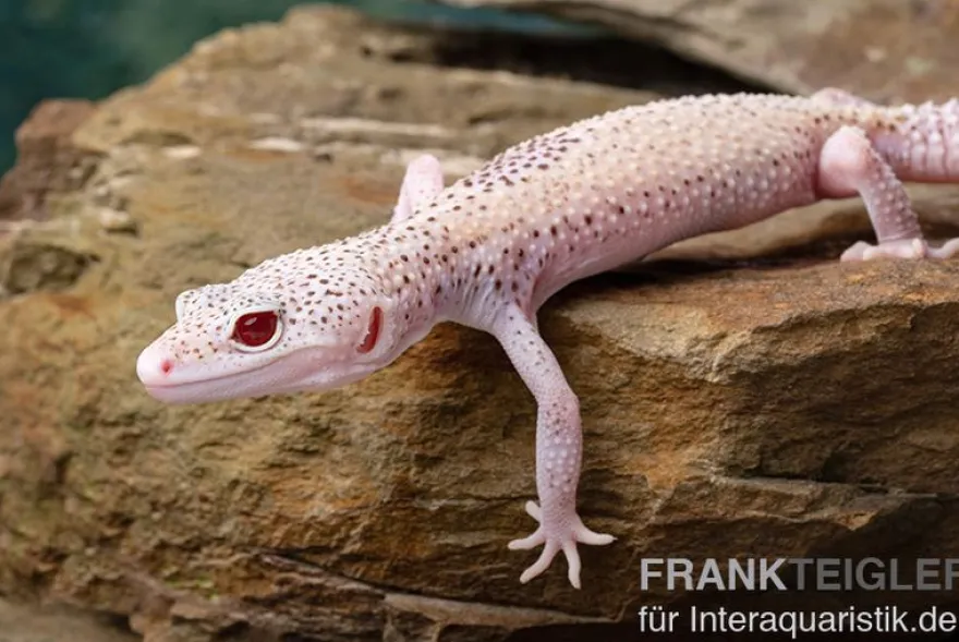 Leopardgecko, Eublepharis macularius, BELL ALBINO ENIGMA
