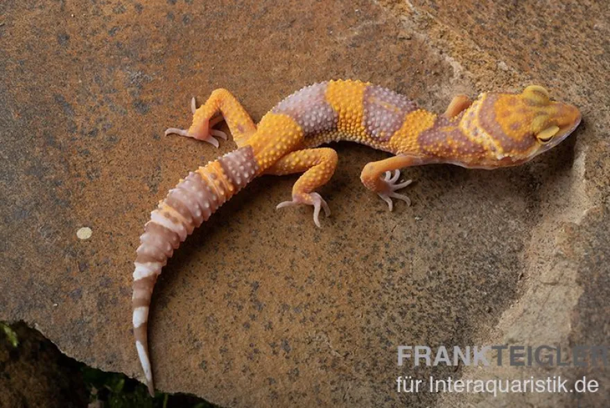 Leopardgecko, Eublepharis macularius, TANGERINE BELL ALBINO