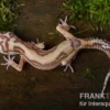 Leopardgecko, Eublepharis macularius, TREMPER ALBINO JUNGLE