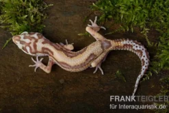 Leopardgecko, Eublepharis macularius, TREMPER ALBINO JUNGLE