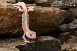 Leopardgecko, Eublepharis macularius, STRIPE TREMPER ALBINO ECLIPSE