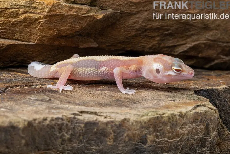 Leopardgecko, Eublepharis macularius, STRIPE TREMPER ALBINO ECLIPSE