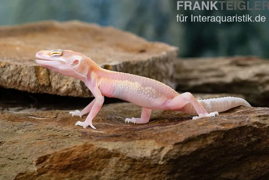 Leopardgecko, Eublepharis macularius, STRIPE TREMPER ALBINO ECLIPSE