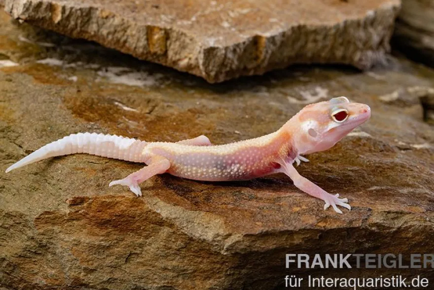 Leopardgecko, Eublepharis macularius, STRIPE TREMPER ALBINO ECLIPSE
