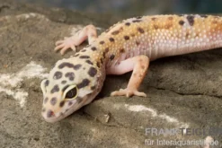 Leopardgecko, Eublepharis macularius, ENIGMA