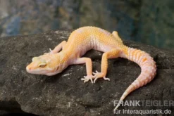 Leopardgecko, Eublepharis macularius, SUNGLOW