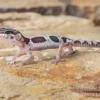 Leopardgecko, Eublepharis macularius, MACK SNOW