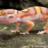 Leopardgecko, Eublepharis macularius, PASTEL TREMPER ALBINO