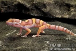 Leopardgecko, Eublepharis macularius, PASTEL TREMPER ALBINO