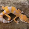Leopardgecko, Eublepharis macularius, TREMPER ALBINO TANGERINE