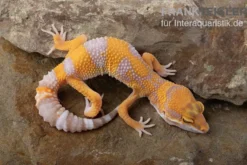 Leopardgecko, Eublepharis macularius, TREMPER ALBINO TANGERINE