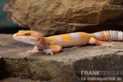 Leopardgecko, Eublepharis macularius, TREMPER ALBINO TANGERINE