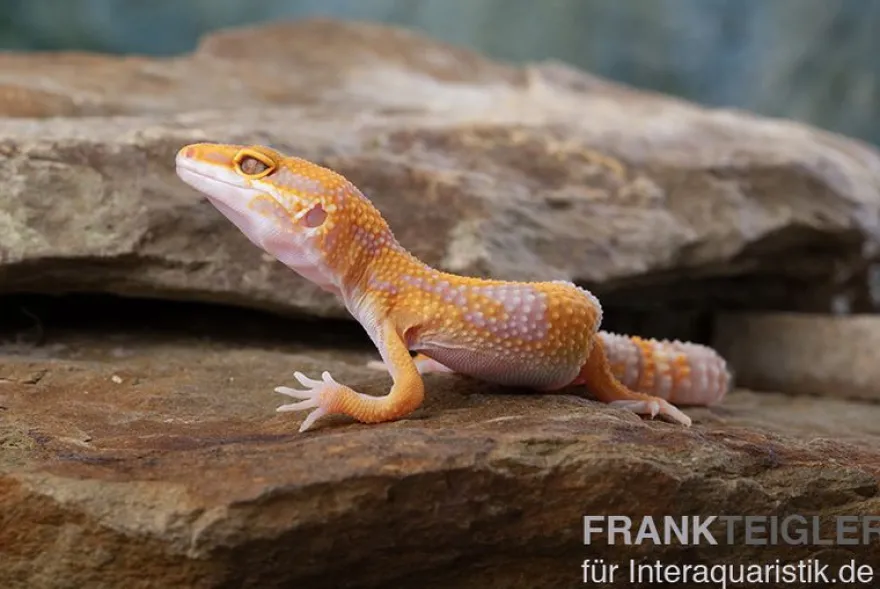 Leopardgecko, Eublepharis macularius, TREMPER ALBINO TANGERINE
