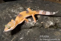 Leopardgecko, Eublepharis macularius, HIGH YELLOW