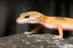 Leopardgecko, Eublepharis macularius, HIGH YELLOW