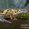 Leopardgecko, Eublepharis macularius, LEMON FROST MACK SNOW