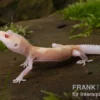Leopardgecko, Eublepharis macularius, BELL ALBINO