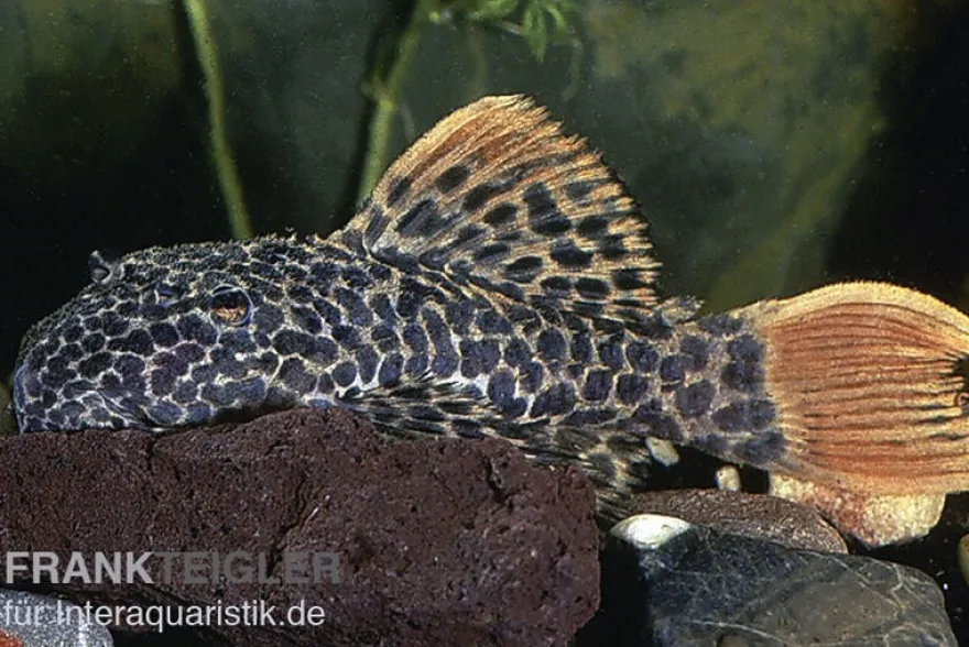 Leopard-Kaktuswels, L114, LDA 7, L427 Pseudacanthicus cf. leopardus, 6-8 cm