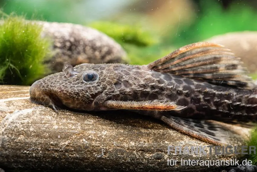 Leopard-Kaktuswels, L114, LDA 7, L427 Pseudacanthicus cf. leopardus, 6-8 cm