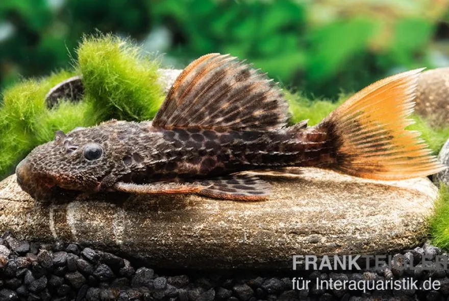 Leopard-Kaktuswels, L114, LDA 7, L427 Pseudacanthicus cf. leopardus, 6-8 cm