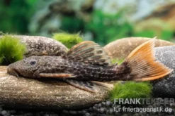 Leopard-Kaktuswels, L114, LDA 7, L427 Pseudacanthicus cf. leopardus, 6-8 cm