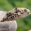 Leopardkugelfisch, Tetraodon schoutedeni, WF