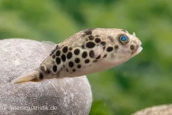 Leopardkugelfisch, Tetraodon schoutedeni, WF