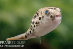 Leopardkugelfisch, Tetraodon schoutedeni, WF