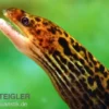 Leopardmuräne, Gymnothorax polyuranodon (Echte Süßwassermuräne)