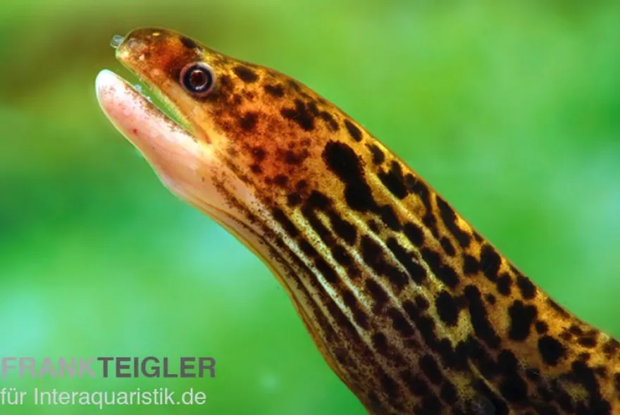 Leopardmuräne, Gymnothorax polyuranodon (Echte Süßwassermuräne)