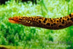 Leopardmuräne, Gymnothorax polyuranodon (Echte Süßwassermuräne)