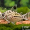 Leopardpanzerwels, Corydoras leopardus