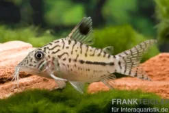 Leopardpanzerwels, Corydoras leopardus