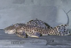 Leopard-Rüsselzahnwels, Leporacanthicus heterodon, L172B, 7-10 cm