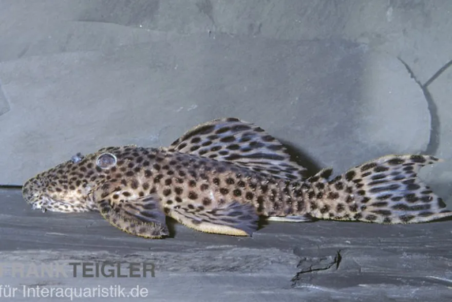 Leopard-Rüsselzahnwels, Leporacanthicus heterodon, L172B, 7-10 cm
