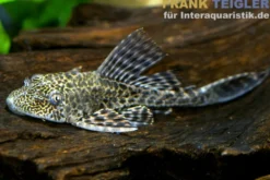 Leopard-Segelschilderwels, Pterygoplichthys pardalis, L021