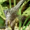 Leopard-Skalar, Pterophyllum scalare