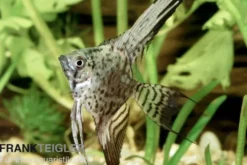 Leopard-Skalar, Pterophyllum scalare