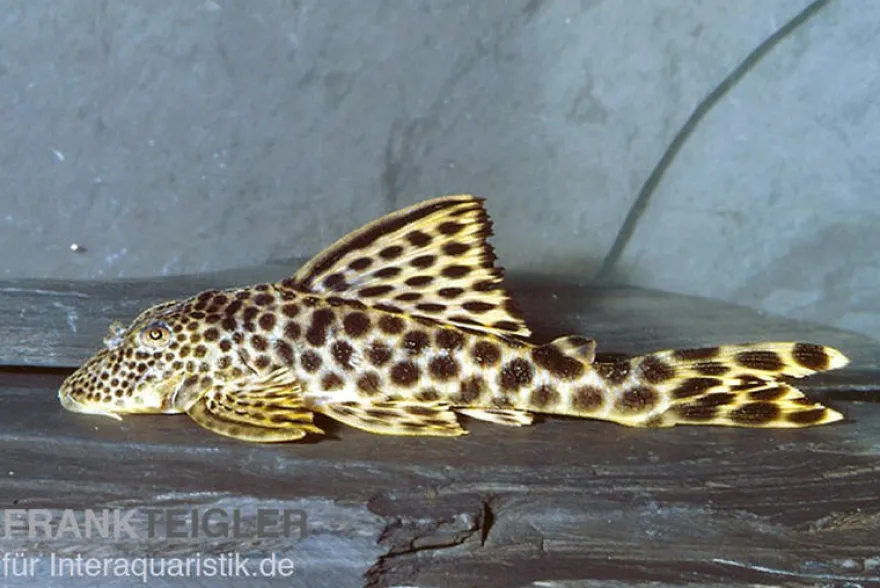 Leopard-Trugschilderwels, L75, Ancistomus cf. sabaji
