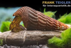 Leopard-Tylomelania, Tylomelania patriarchalis var. Yellow Rabbit