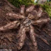 Leopardvogelspinne, Stromatopelma calceatum