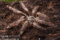 Leopardvogelspinne, Stromatopelma calceatum
