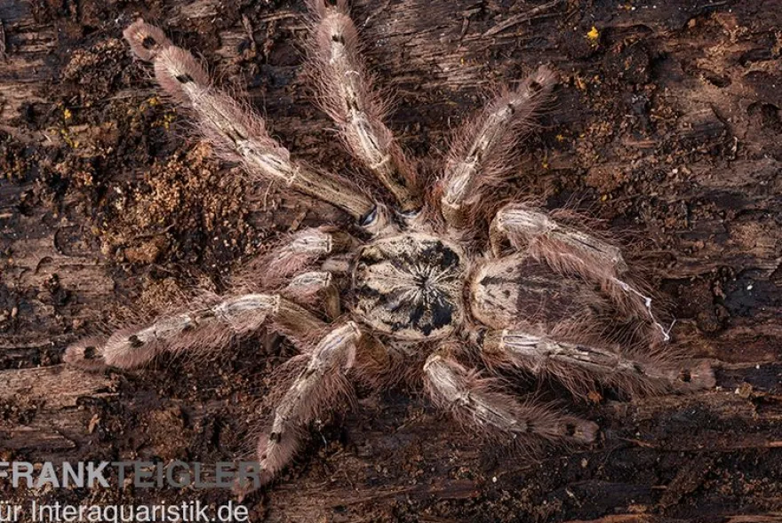 Leopardvogelspinne, Stromatopelma calceatum