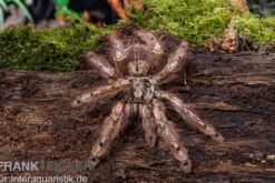Leopardvogelspinne, Stromatopelma calceatum