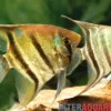 Leopolds Skalar, Pterophyllum leopoldi