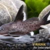 Leuchtbalken-Fiederbartwels, Synodontis granulosus, NZ