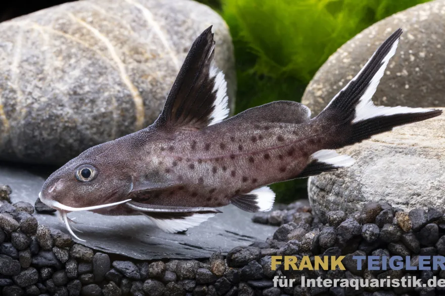Leuchtbalken-Fiederbartwels, Synodontis granulosus, NZ