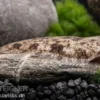 Leucorhynchos-Plattfisch, Süßwasserflunder, Achiroides leucorhynchos